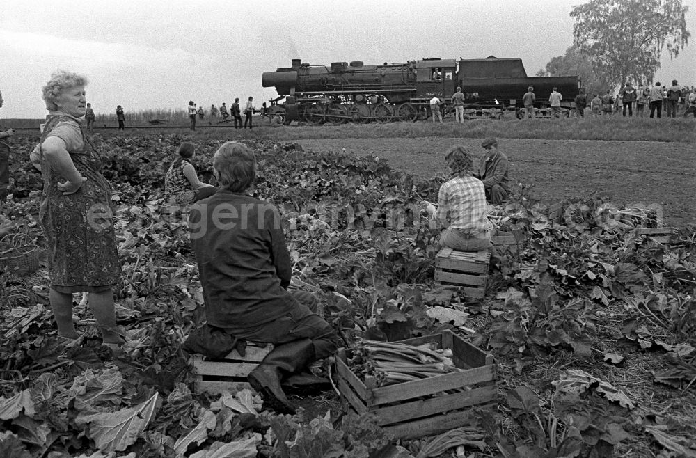 GDR picture archive: Fürstenberg/Havel - Steam locomotive of the Deutsche Reichsbahn of the class 38 Pufferkuesser in Fuerstenberg / Havel in the federal state Brandenburg on the territory of the former GDR, German Democratic Republic