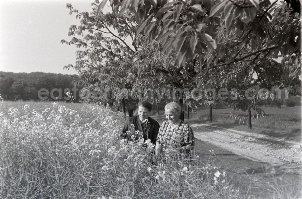 GDR photo archive: Sargstedt - Passers-by and strollers on a Sunday excursion on the Dingelstaedter Weg road in Sargstedt in the state Saxony-Anhalt in the area of the former GDR, German Democratic Republic