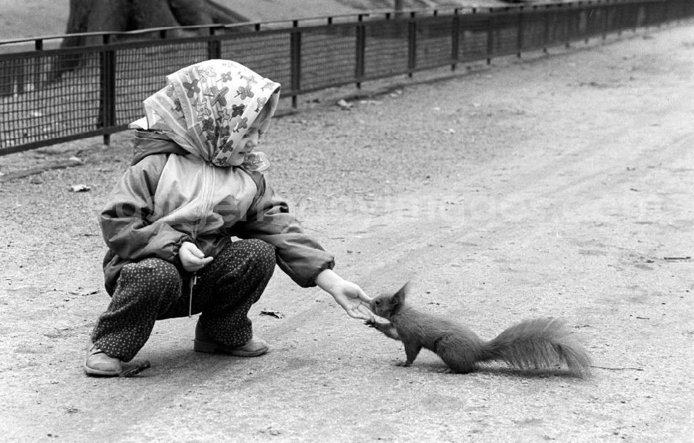 GDR photo archive: Berlin - Eine kleines Mädchen mit Kopftuch fütter im Tierpark ein Eichhörnchen. Mit 16