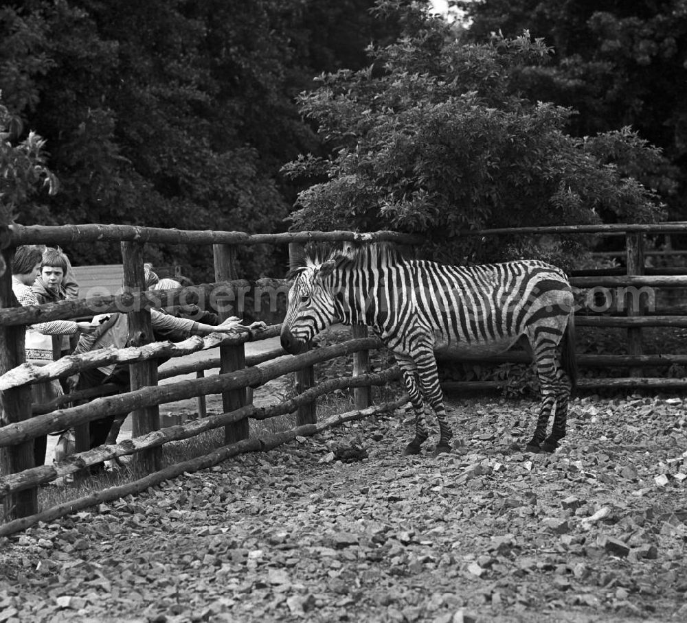 GDR picture archive: Berlin - Begeisterte Kinder versuchen im Tierpark Kontakt mit dem Zebra in seinem Freigehege aufzunehmen. Mit 16