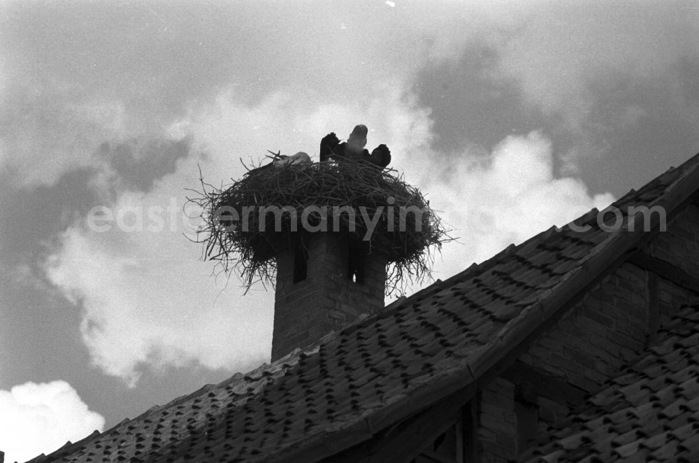 GDR photo archive: Magdeburg - A stork's nest on a chimney a half-timbered house in Magdeburg in Saxony - Anhalt