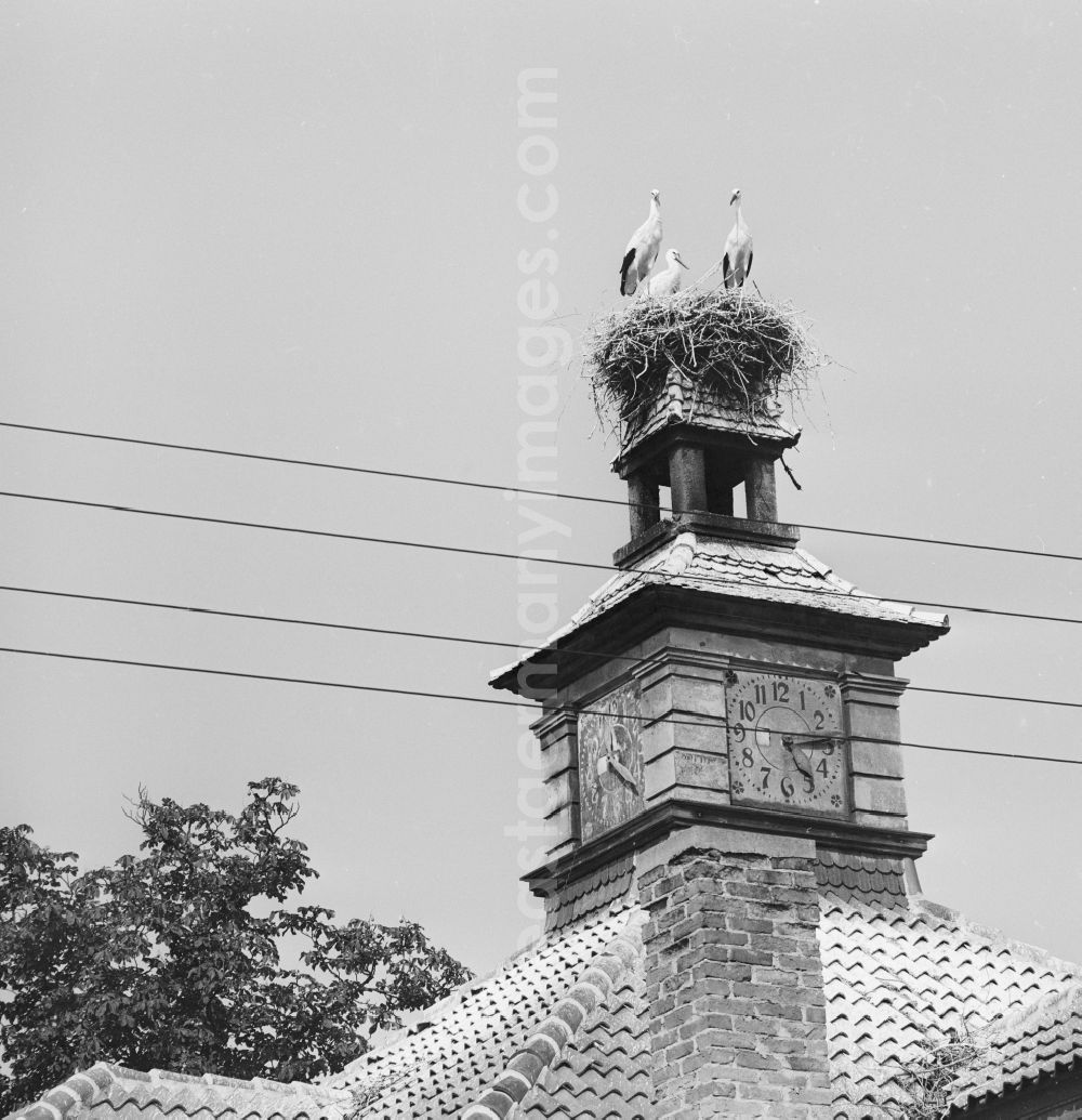 GDR photo archive: Brandenburg an der Havel - Stork with white storks on a house roof in Brandenburg an der Havel in today's Brandenburg