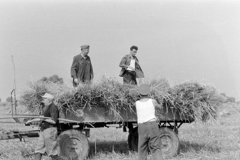 GDR photo archive: Bückwitz - Hay transport with a cart during straw harvesting in a field in Bueckwitz, Brandenburg in the territory of the former GDR, German Democratic Republic