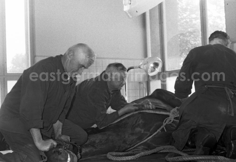 Hoppegarten: Veterinary surgeon operating on a horse in Hoppegarten in the state Brandenburg on the territory of the former GDR, German Democratic Republic