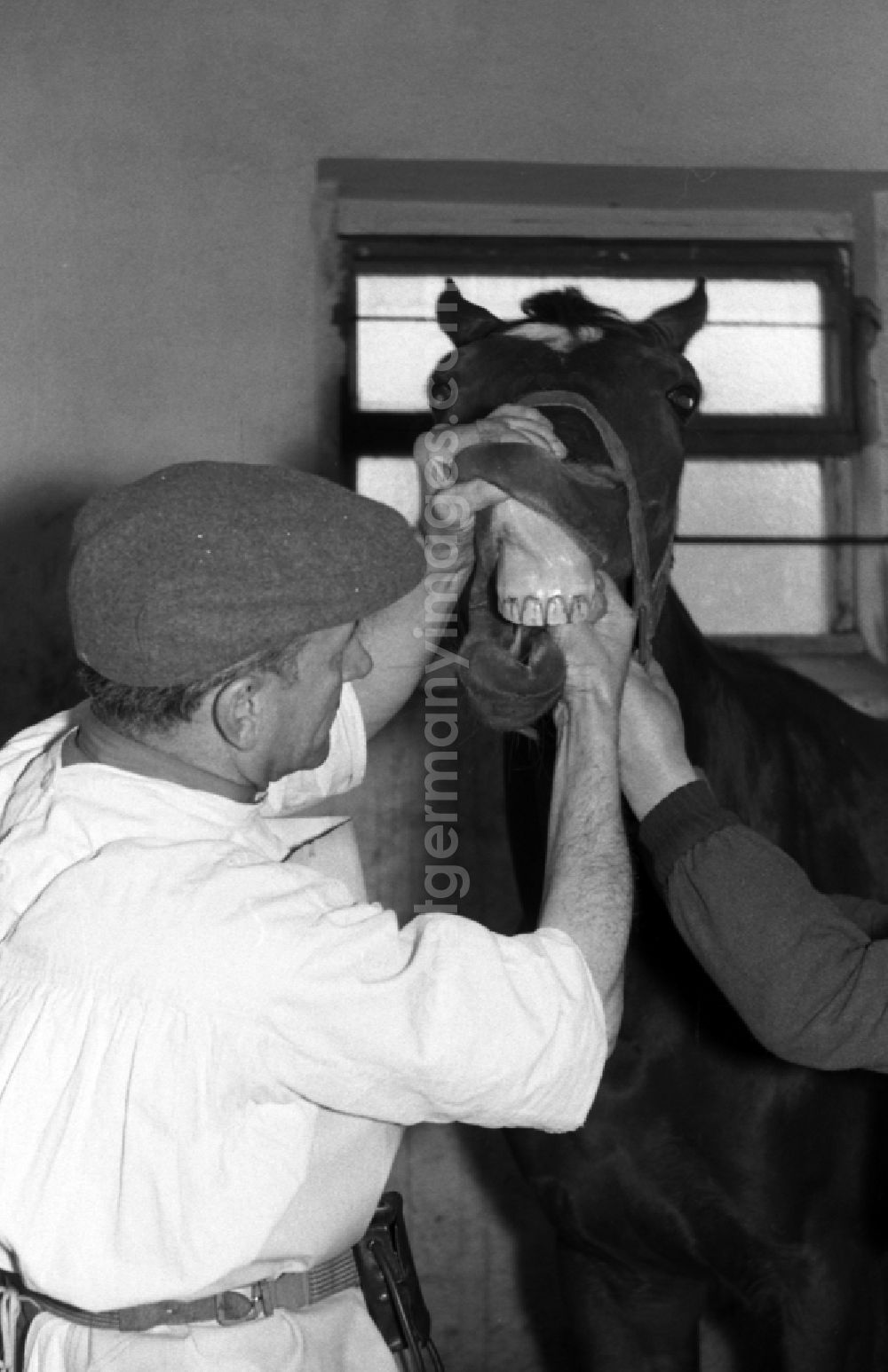 Hoppegarten: Veterinary surgeon treating the teeth of a horse in Hoppegarten in the state Brandenburg on the territory of the former GDR, German Democratic Republic