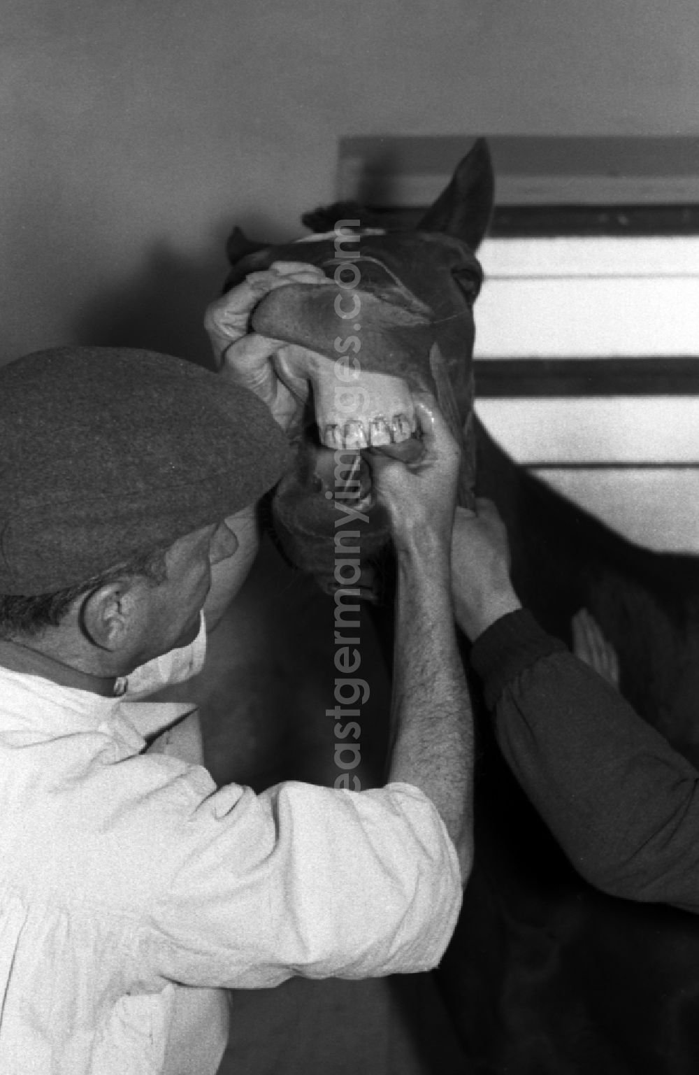GDR image archive: Hoppegarten - Veterinary surgeon treating the teeth of a horse in Hoppegarten in the state Brandenburg on the territory of the former GDR, German Democratic Republic