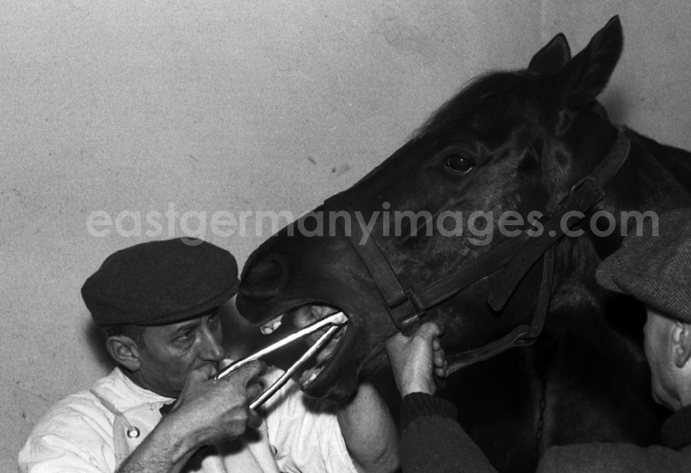 GDR photo archive: Hoppegarten - Veterinary surgeon treating the teeth of a horse in Hoppegarten in the state Brandenburg on the territory of the former GDR, German Democratic Republic