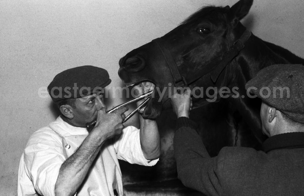 GDR picture archive: Hoppegarten - Veterinary surgeon treating the teeth of a horse in Hoppegarten in the state Brandenburg on the territory of the former GDR, German Democratic Republic