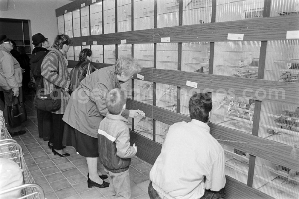GDR photo archive: Berlin - Pet shop / pet store in the Prenzlauer Berg district of Berlin, the former capital of the GDR, German Democratic Republic. Visitors / customers in the specialist shop in front of cages / aviaries with birds / ornamental birds such as cockatiels and budgies