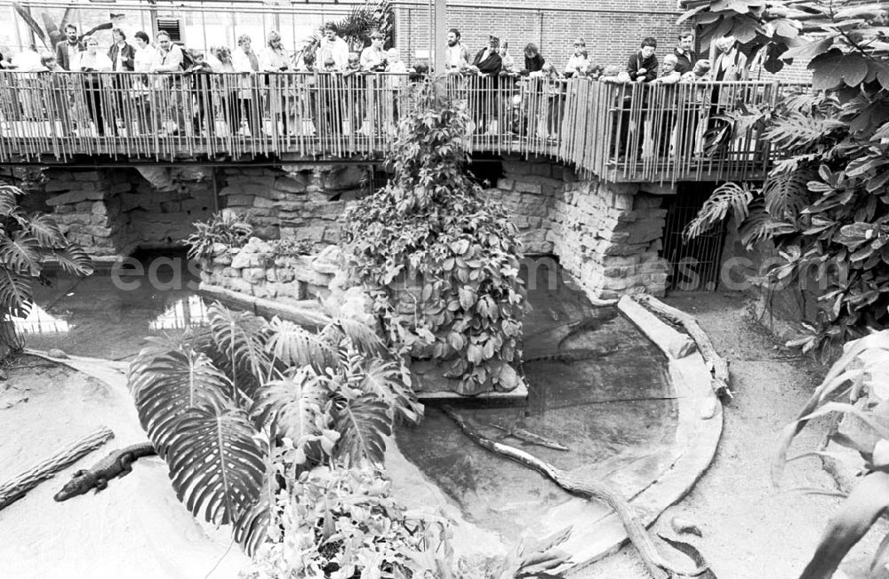 GDR image archive: Berlin-Friedrichsfelde - Tierpark Berlin, Krokodile im Terrarium 03.