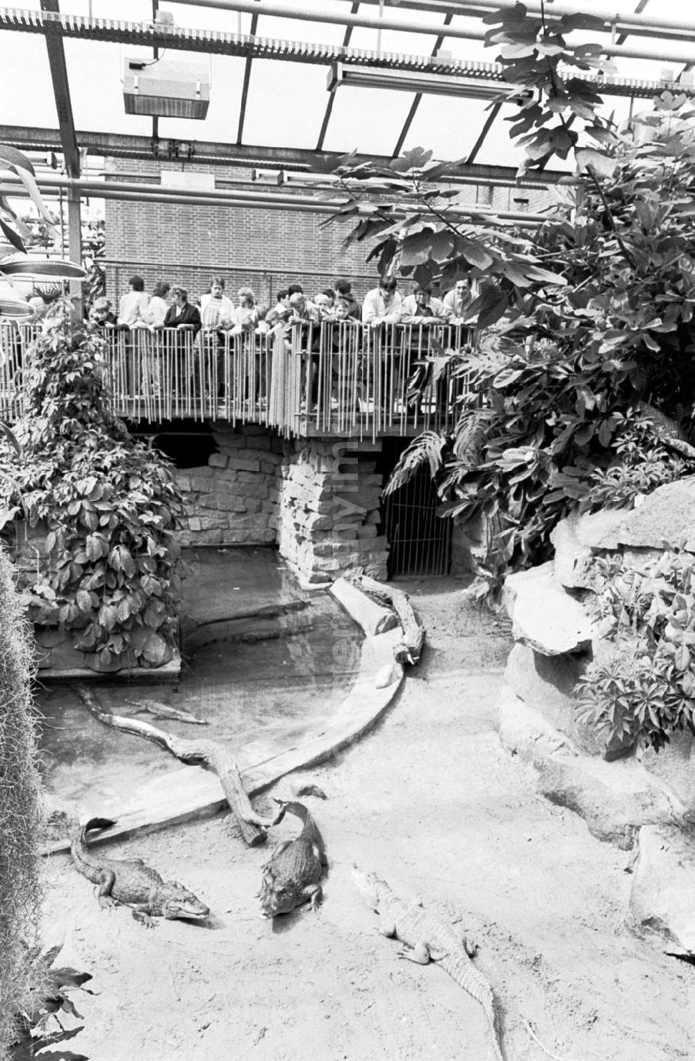 GDR photo archive: Berlin-Friedrichsfelde - Tierpark Berlin, Krokodile im Terrarium 03.