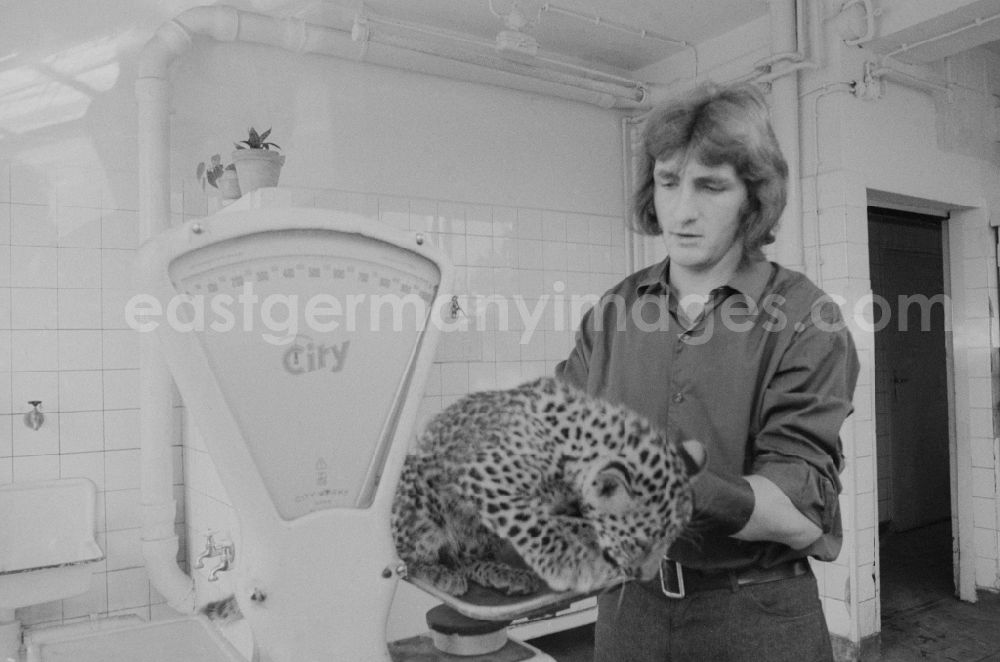 GDR picture archive: Berlin - A zookeeper at the Tierpark Berlin - Friedrichsfelde cradling a baby leopard on a balance in Berlin, the former capital of the GDR, the German Democratic Republic