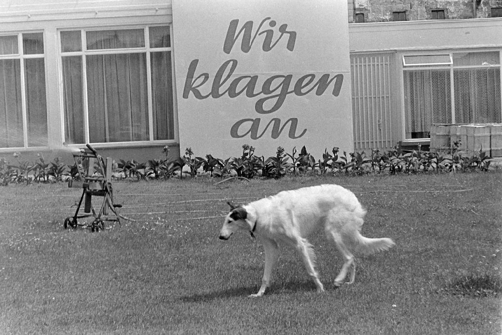 Berlin: Protest poster and banner slogan We accuse with a dog running past on a meadow on Berliner Strasse in the Pankow district of Berlin East Berlin in the area of ??the former GDR, German Democratic Republic