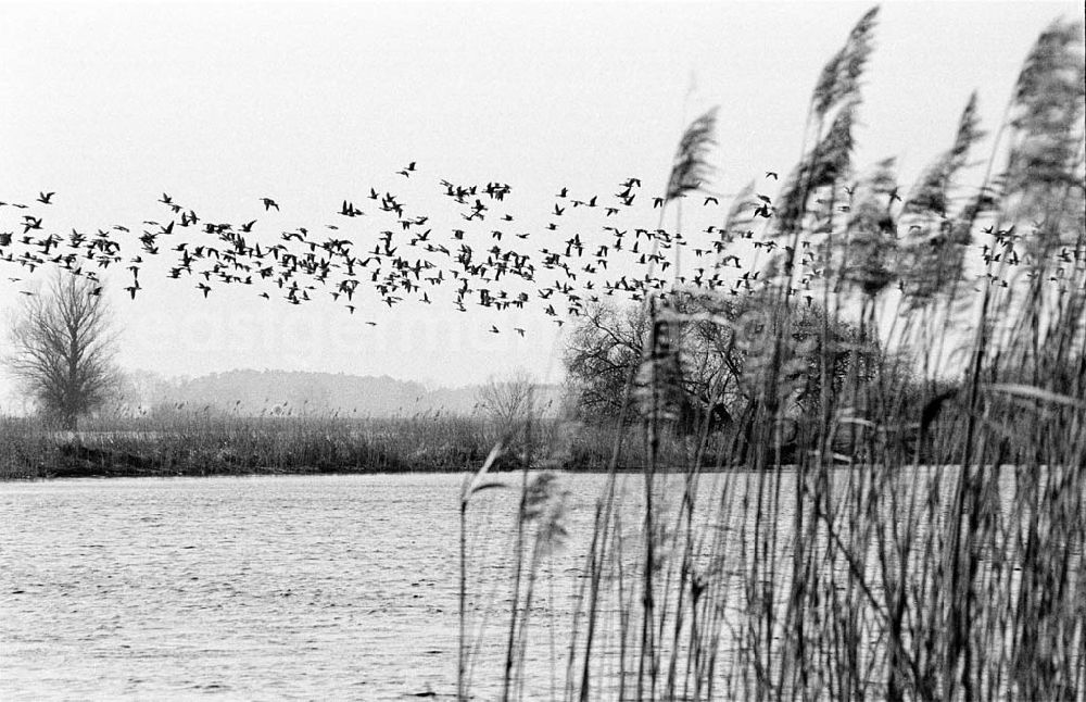 GDR photo archive: Falkensee - Umschlagsnr.: 1993-52 (c)