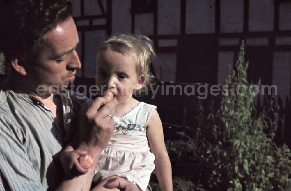 GDR picture archive: Siegen - Vater und Kind naschen Karotten / Möhren / Mohrrüben im Garten. Father and child nibbling carrots in the garden.