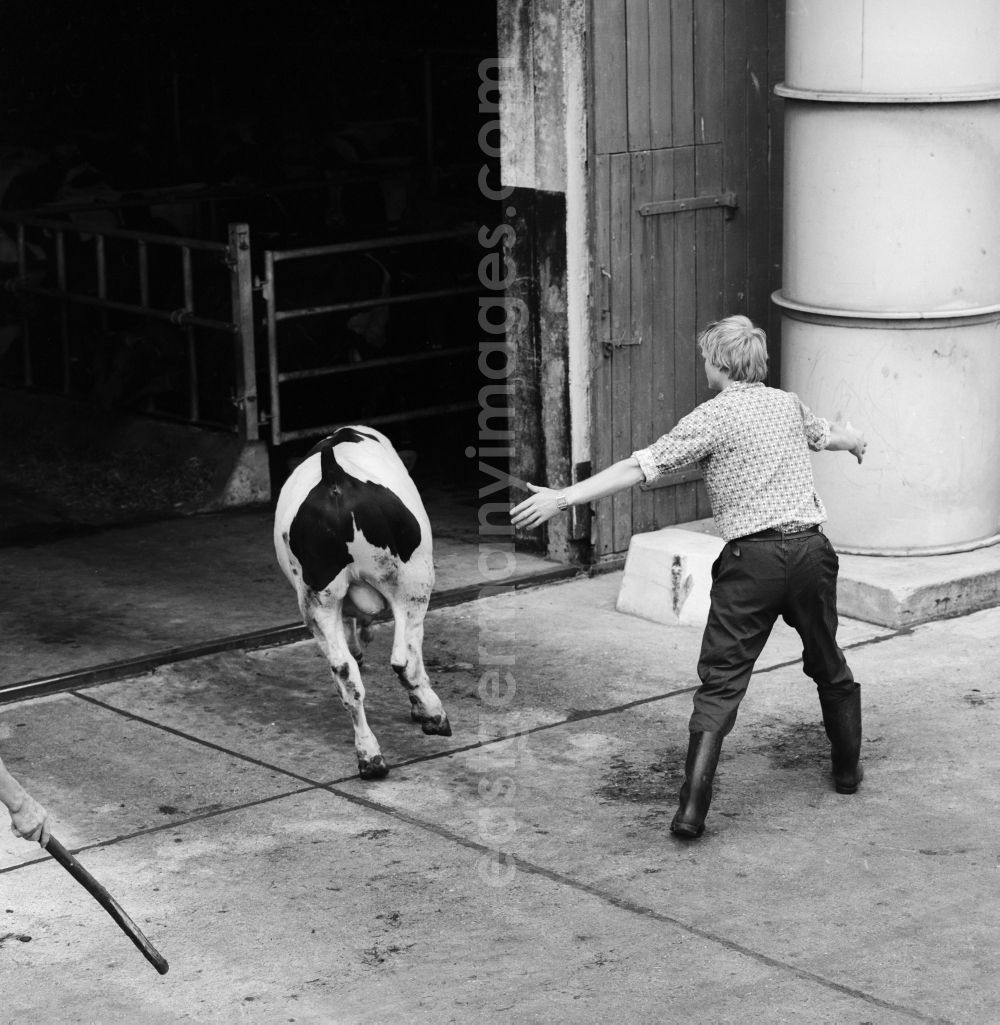 GDR picture archive: Ferdinandshof - With the VEB (state-owned enterprise) Industrial cattle fattening (IRIMA) was the end of the period of industrialization of agriculture in the GDR, in Ferdinandshof the largest cattle fattening system in Europe, which as GbmH in Mecklenburg Western Pomerania has still existed until today