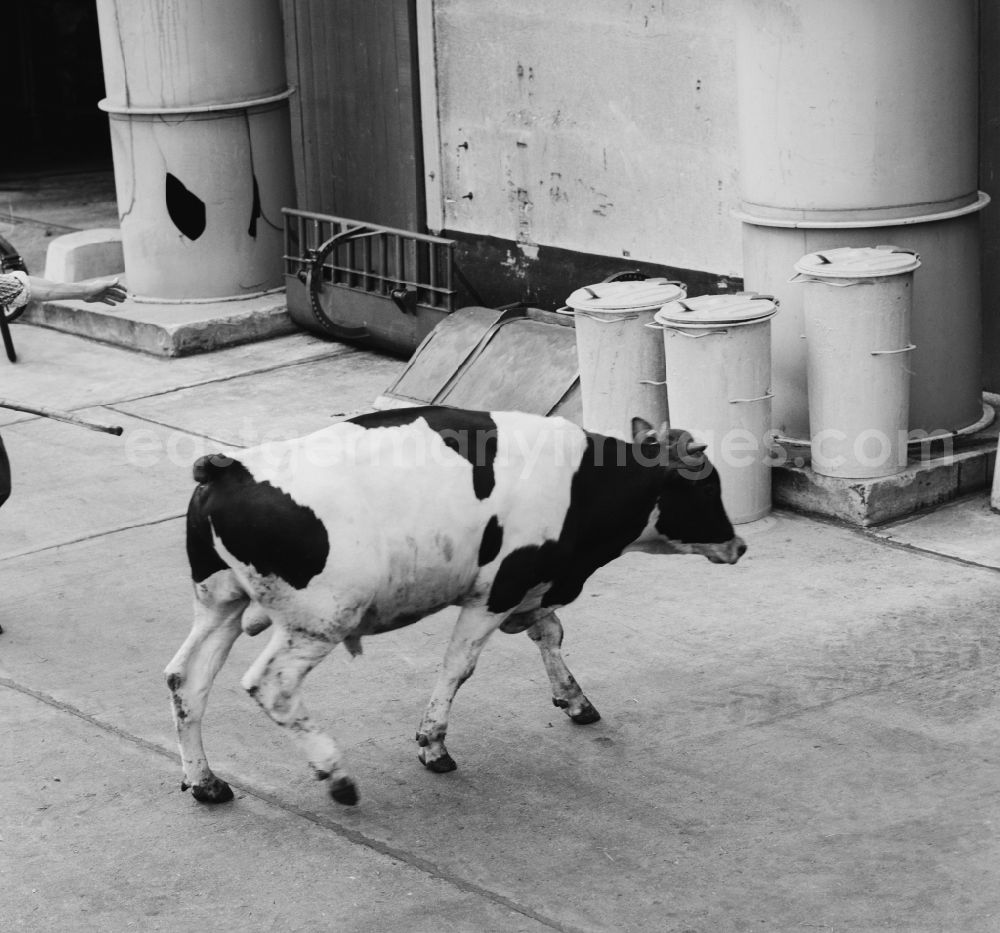 GDR image archive: Ferdinandshof - With the VEB (state-owned enterprise) Industrial cattle fattening (IRIMA) was the end of the period of industrialization of agriculture in the GDR, in Ferdinandshof the largest cattle fattening system in Europe, which as GbmH in Mecklenburg Western Pomerania has still existed until today