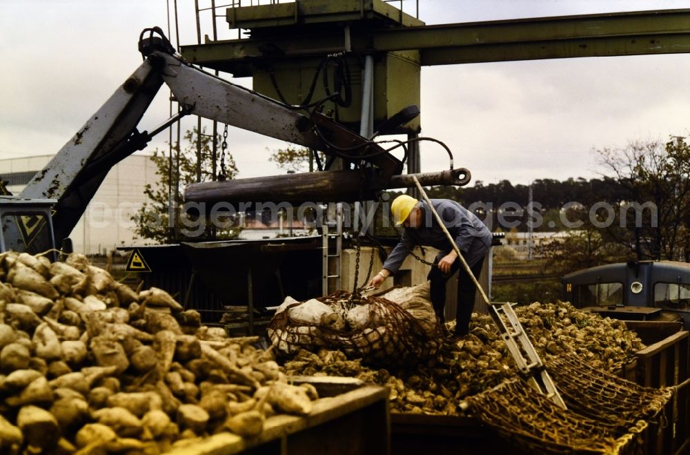 GDR image archive: Güstrow - Quality sampling of a beet delivery in the VEB sugar factory Nordkristall Guestrow in Guestrow in the state Mecklenburg-Western Pomerania in the area of the former GDR, German Democratic Republic