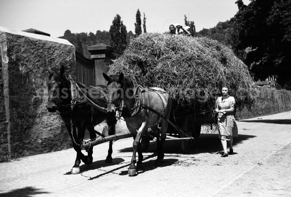 GDR photo archive: Dresden - Woman steering a harvest cart pulled by horses in an publicly owned property animal breeding in Pillnitz in Dresden in the state Saxony on the territory of the former GDR, German Democratic Republic