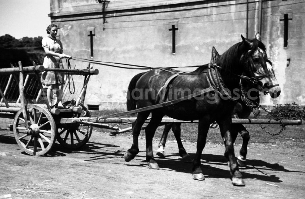 GDR picture archive: Dresden - Woman steering a harvest cart pulled by horses in an publicly owned property animal breeding in Pillnitz in Dresden in the state Saxony on the territory of the former GDR, German Democratic Republic
