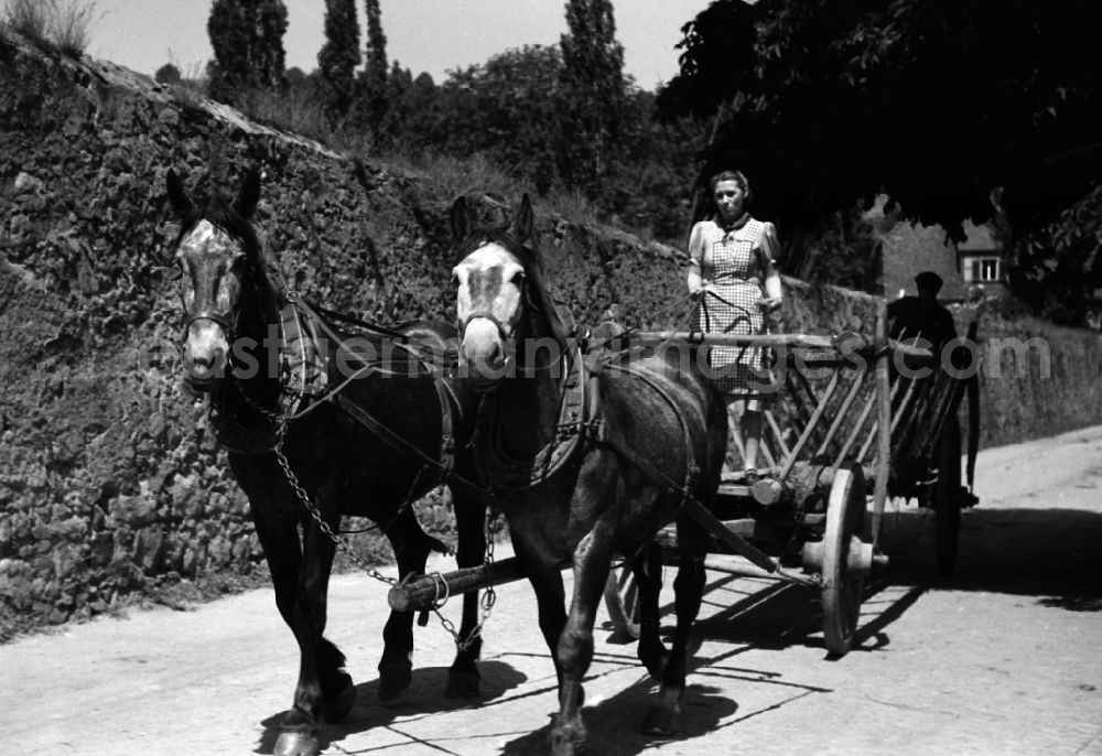 Dresden: Woman steering a harvest cart pulled by horses in an publicly owned property animal breeding in Pillnitz in Dresden in the state Saxony on the territory of the former GDR, German Democratic Republic
