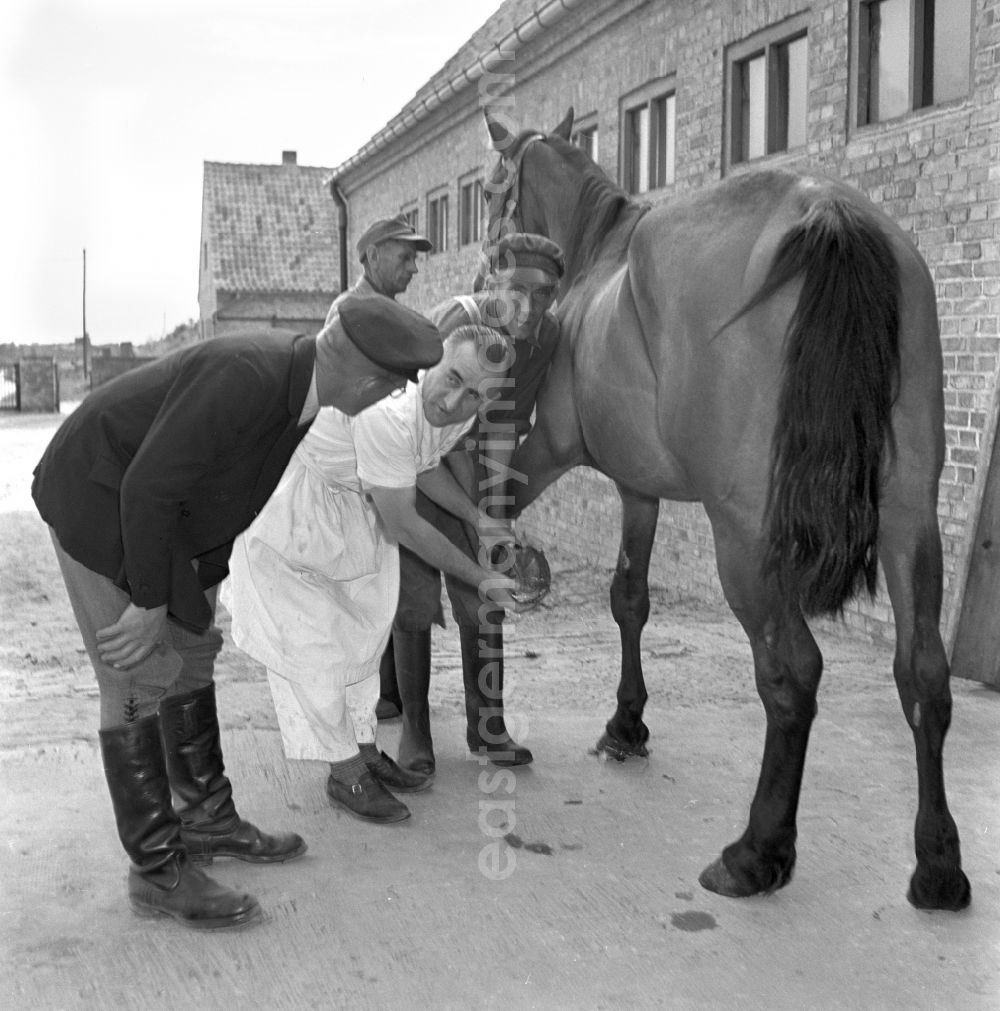 GDR photo archive: Rostock - Veterinary veterinarian examining and treating horses in the veterinary clinic in Rostock in the state of Mecklenburg-Western Pomerania on the territory of the former GDR, German Democratic Republic