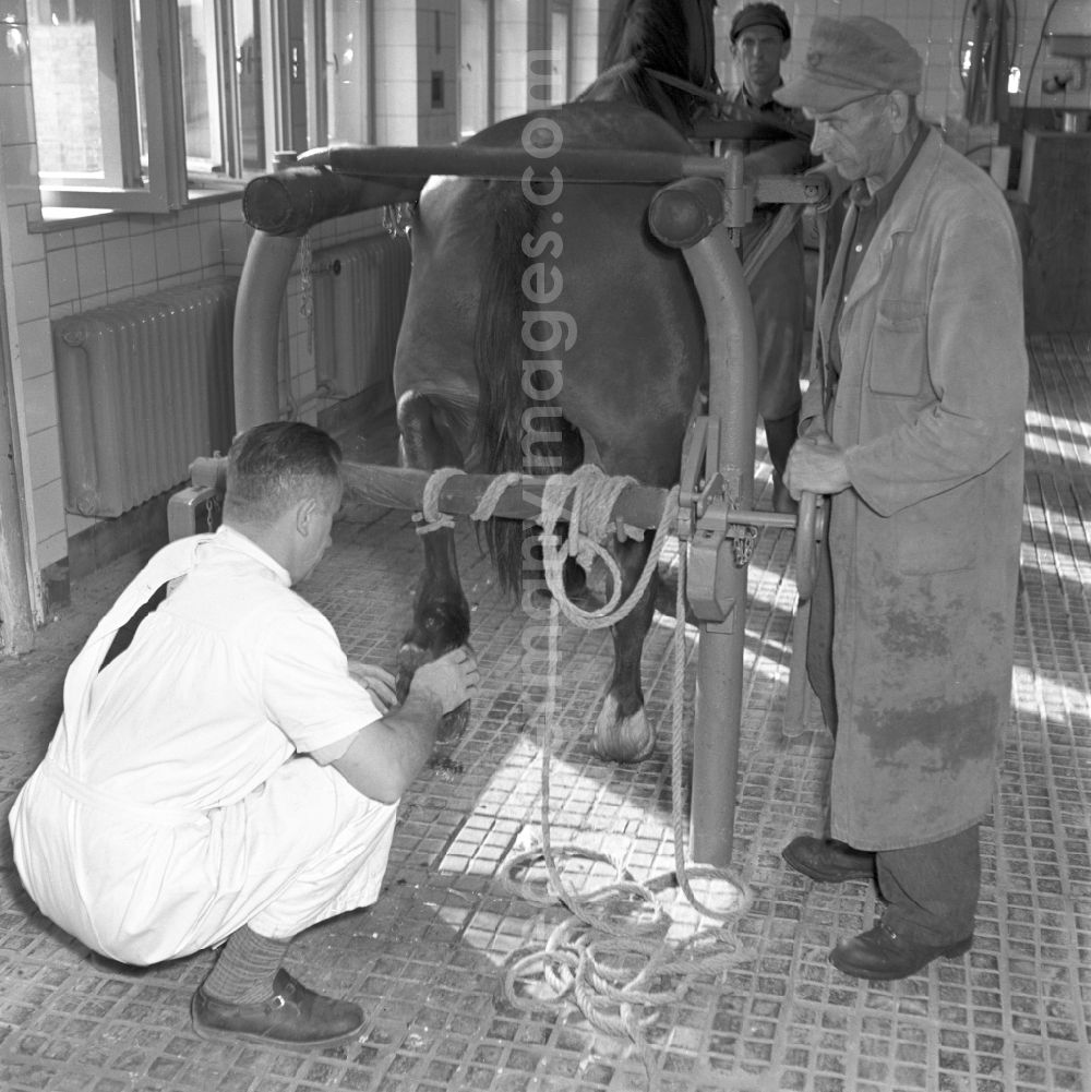 Rostock: Veterinary veterinarian examining and treating horses in the veterinary clinic in Rostock in the state of Mecklenburg-Western Pomerania on the territory of the former GDR, German Democratic Republic