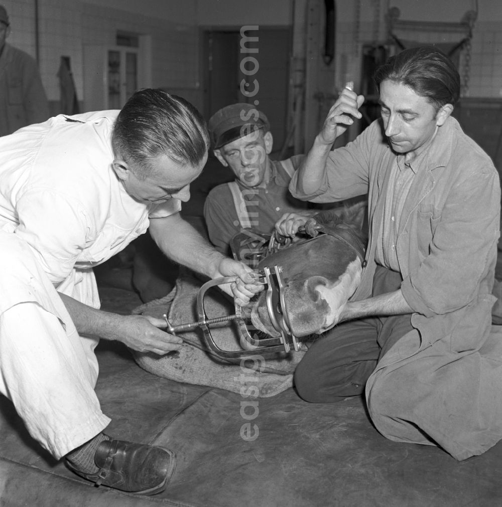 GDR image archive: Rostock - Veterinary veterinarian examining and treating horses in the veterinary clinic in Rostock in the state of Mecklenburg-Western Pomerania on the territory of the former GDR, German Democratic Republic
