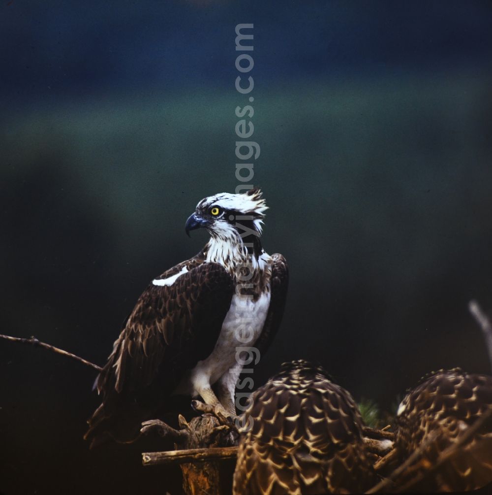 GDR image archive: Rechlin - Bird species Osprey in Rechlin in the state Mecklenburg-Western Pomerania on the territory of the former GDR, German Democratic Republic
