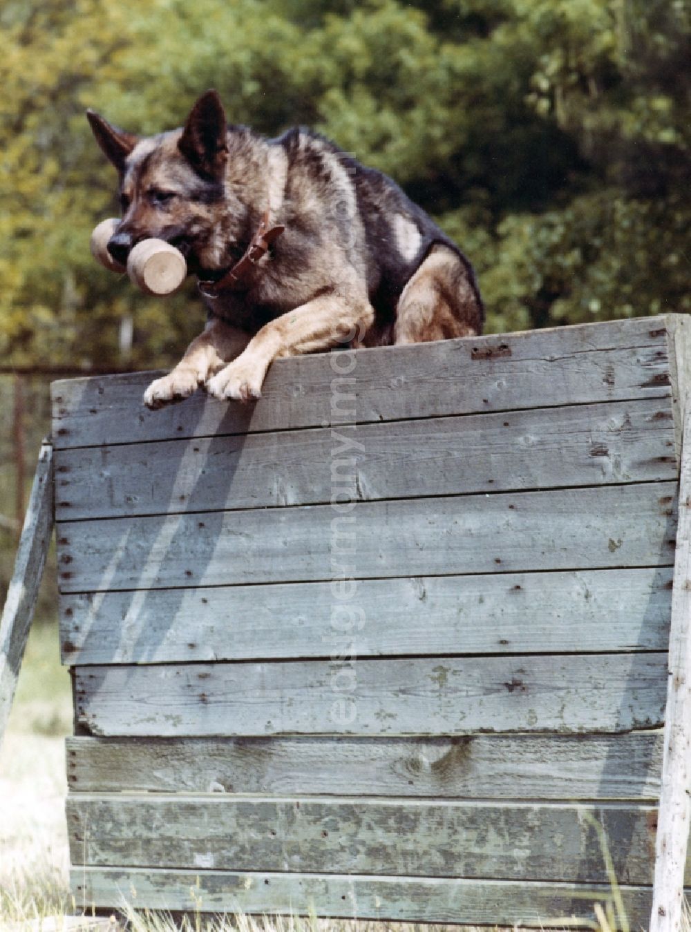 GDR image archive: Abbenrode - Guard dog training by soldiers of the border guards of the GDR