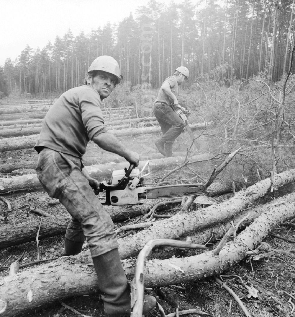 GDR picture archive: Grünheide (Mark) - Forests and forestry workers during felling of pines in the forest in Gruenheide (Mark) in present-day state of Brandenburg