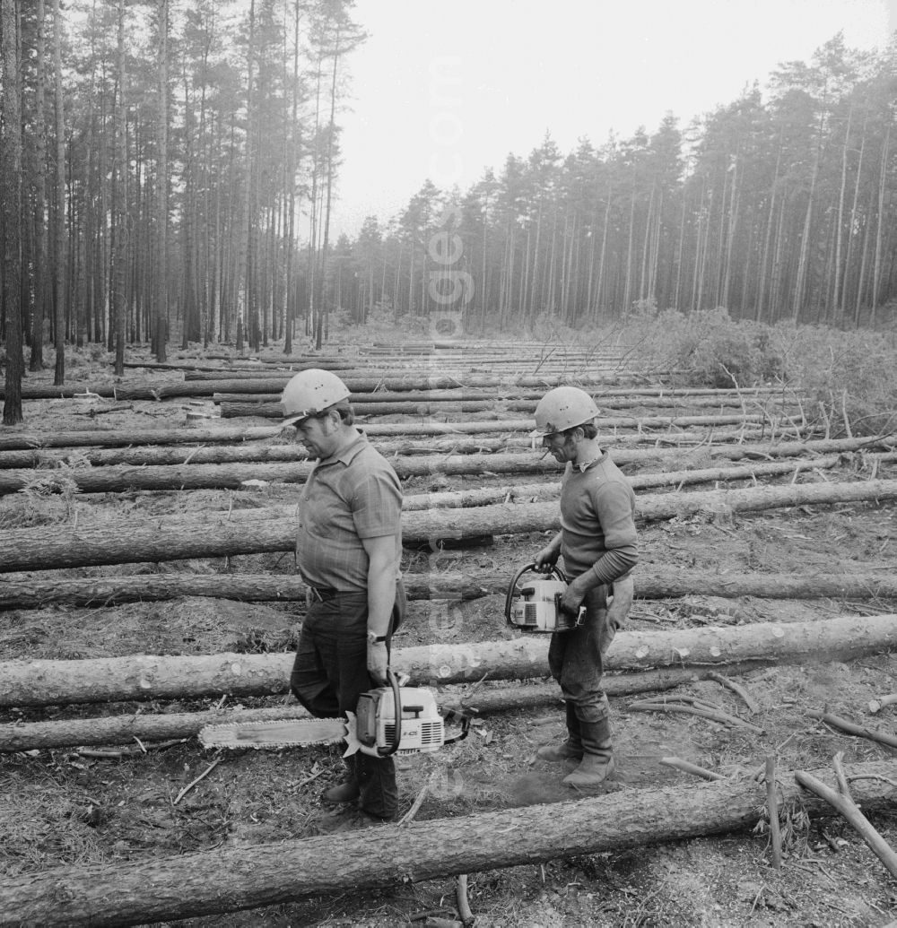 Grünheide (Mark): Forests and forestry workers during felling of pines in the forest in Gruenheide (Mark) in present-day state of Brandenburg