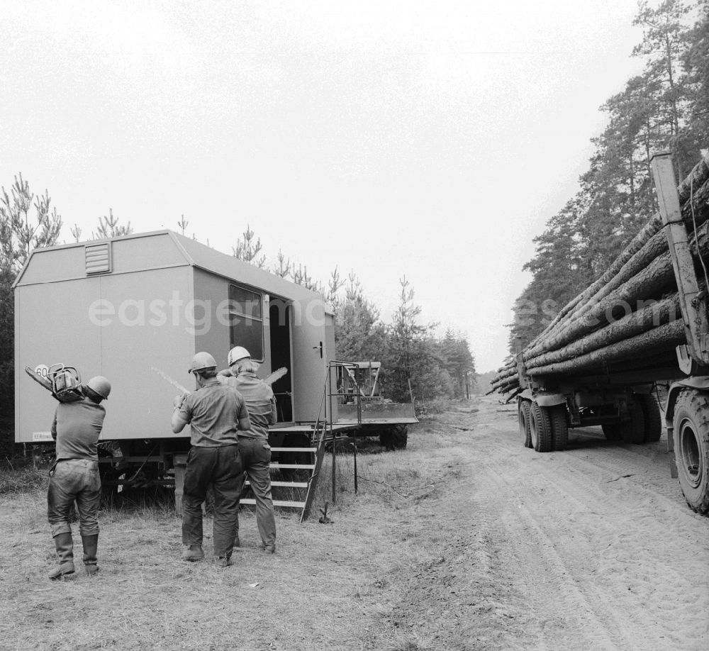 GDR image archive: Grünheide (Mark) - Forests and forestry workers during felling of pines in the forest in Gruenheide (Mark) in present-day state of Brandenburg