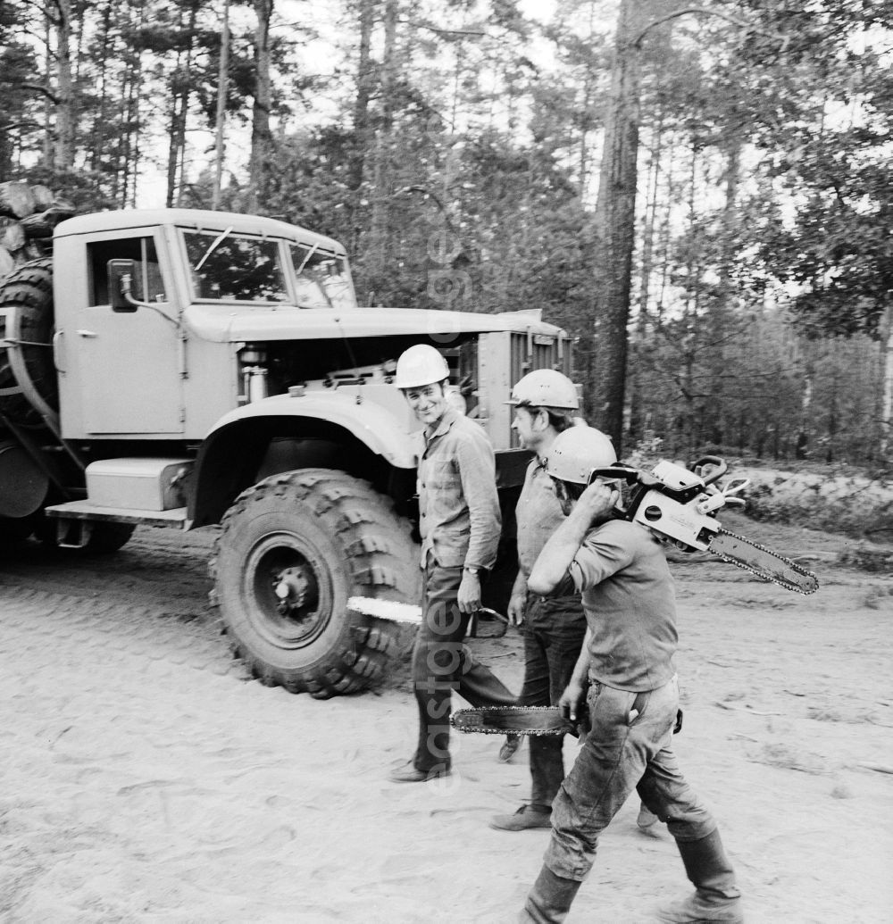 GDR picture archive: Grünheide (Mark) - Forests and forestry workers during felling of pines in the forest in Gruenheide (Mark) in present-day state of Brandenburg