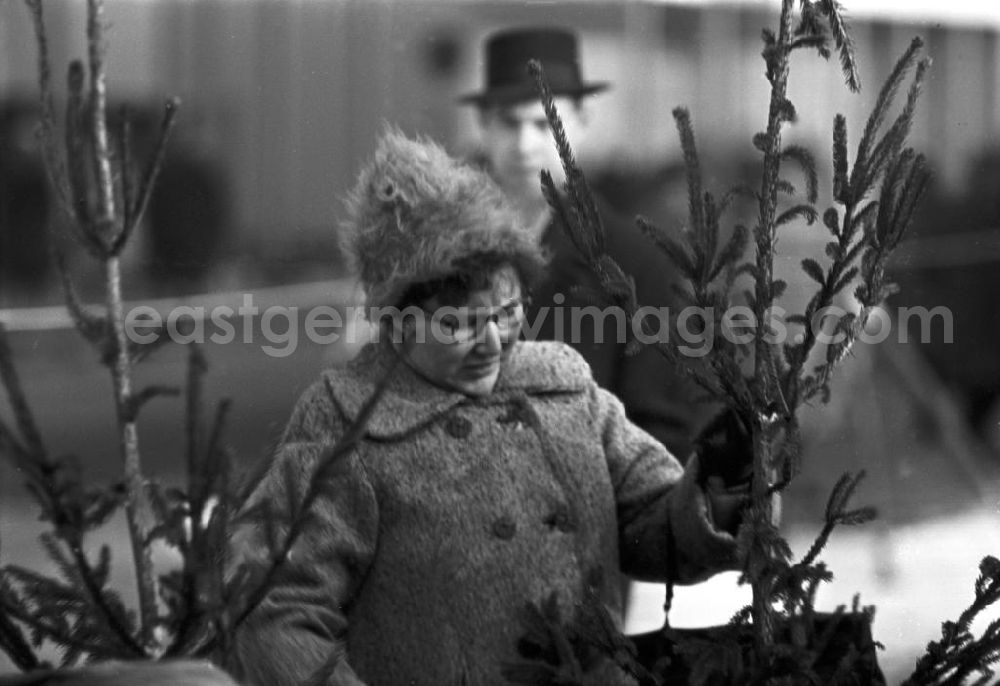 GDR picture archive: Berlin - Eine Frau betrachtet beim Weihnachtsbaumverkauf einen eher spärlich bewachsenen Baum. Gut gewachsene Weihnachtsbäume mit vollen Zweigen gehörten in der DDR zur Mangelware - manche Familien kauften gleich zwei Bäume, um daraus einen schönen Baum mit vielen Zweigen zu konstruieren.