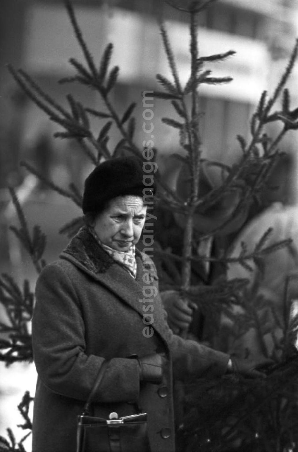 GDR image archive: Berlin - Eine Frau betrachtet beim Weihnachtsbaumverkauf einen eher spärlich bewachsenen Baum. Gut gewachsene Weihnachtsbäume mit vollen Zweigen gehörten in der DDR zur Mangelware - manche Familien kauften gleich zwei Bäume, um daraus einen schönen Baum mit vielen Zweigen zu konstruieren.