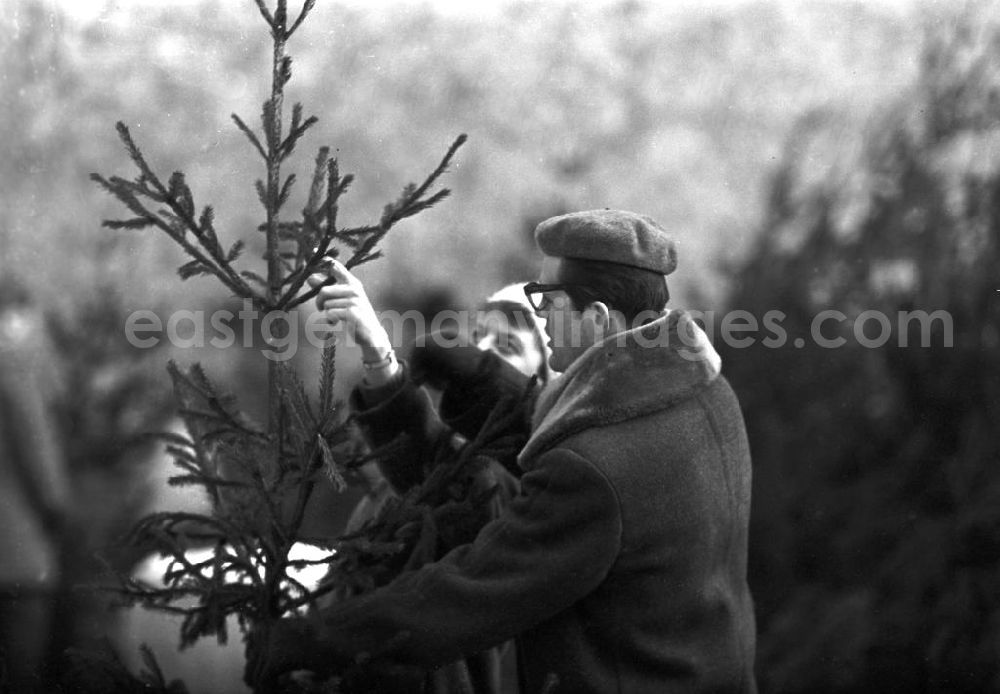 GDR picture archive: Berlin - Ein Paar betrachtet beim Weihnachtsbaumverkauf einen eher spärlich bewachsenen Baum. Gut gewachsene Weihnachtsbäume mit vollen Zweigen gehörten in der DDR zur Mangelware - manche Familien kauften gleich zwei Bäume, um daraus einen schönen Baum mit vielen Zweigen zu konstruieren.