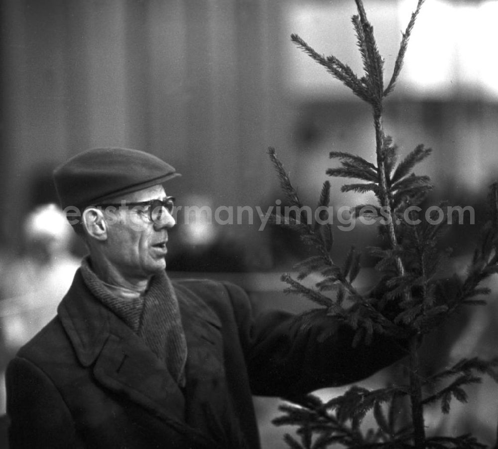 Berlin: Ein Mann betrachtet beim Weihnachtsbaumverkauf einen eher spärlich bewachsenen Baum. Gut gewachsene Weihnachtsbäume mit vollen Zweigen gehörten in der DDR zur Mangelware - manche Familien kauften gleich zwei Bäume, um daraus einen schönen Baum mit vielen Zweigen zu konstruieren.