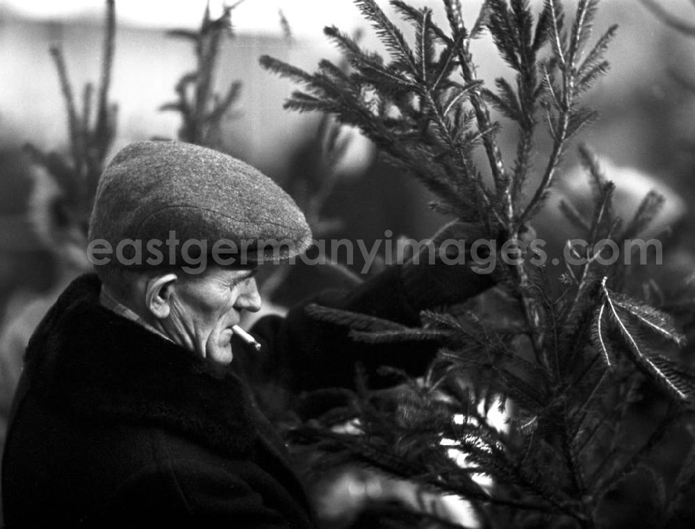 Berlin: Ein Mann betrachtet beim Weihnachtsbaumverkauf einen eher spärlich bewachsenen Baum, aufgenommen im Winter 1963 in Berlin. Gut gewachsene Weihnachtsbäume mit vollen Zweigen gehörten in der DDR zur Mangelware - manche Familien kauften gleich zwei Bäume, um daraus einen schönen Baum mit vielen Zweigen zu konstruieren.