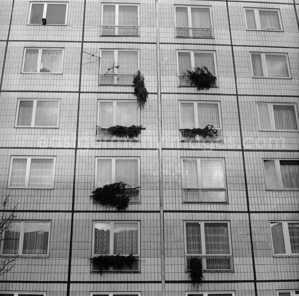 GDR photo archive: Berlin - Mitte - Christmas trees on a building facade in Berlin - Mitte. Getting a well-grown Christmas tree, was mostly a fluke. Therefore, already a good time was purchased and hung on the windows, so it does not withered before Christmas