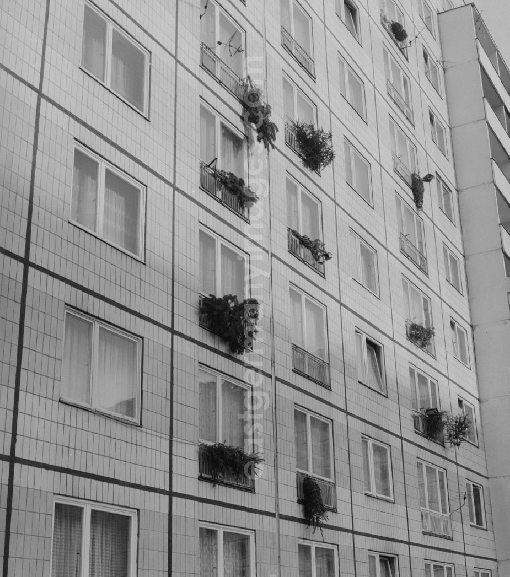 GDR picture archive: Berlin - Mitte - Christmas trees on a building facade in Berlin - Mitte. Getting a well-grown Christmas tree, was mostly a fluke. Therefore, already a good time was purchased and hung on the windows, so it does not withered before Christmas