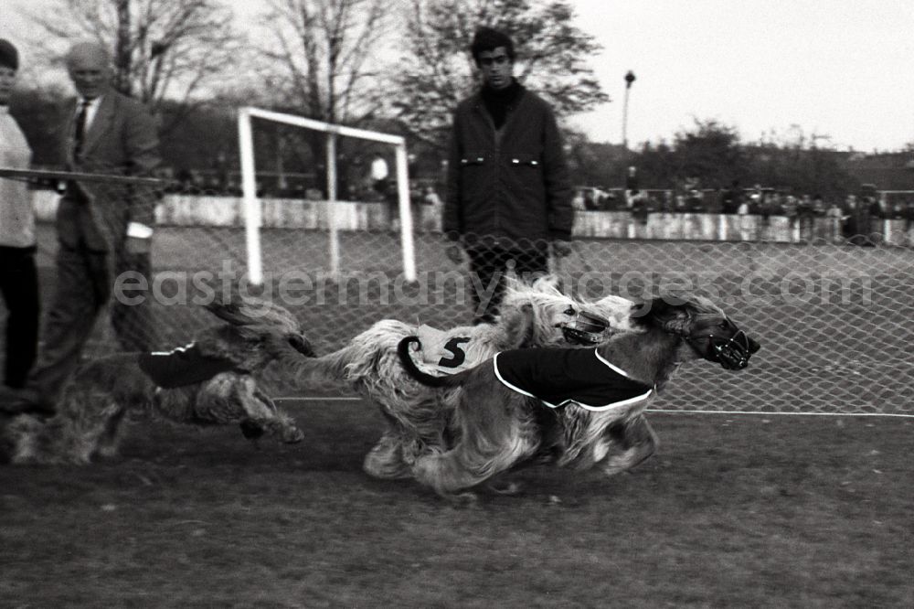 GDR photo archive: Dresden - Greyhound racing on the former Johannstadt cycle track in Dresden in the state Saxony on the territory of the former GDR, German Democratic Republic