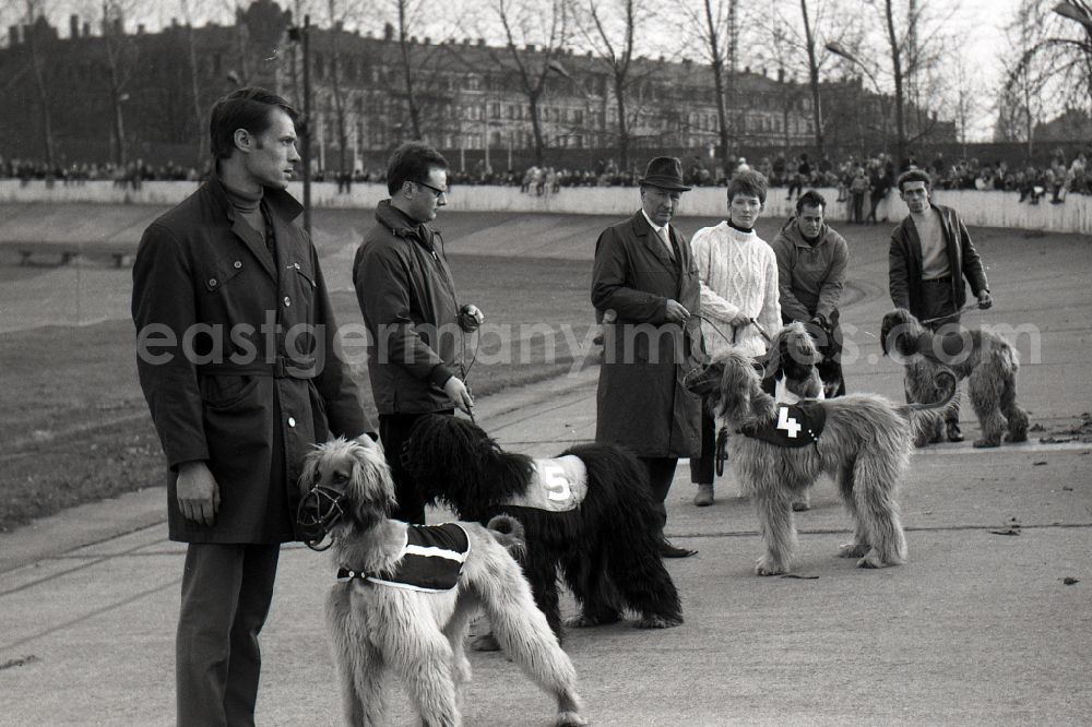 GDR image archive: Dresden - Greyhound racing on the former Johannstadt cycle track in Dresden in the state Saxony on the territory of the former GDR, German Democratic Republic