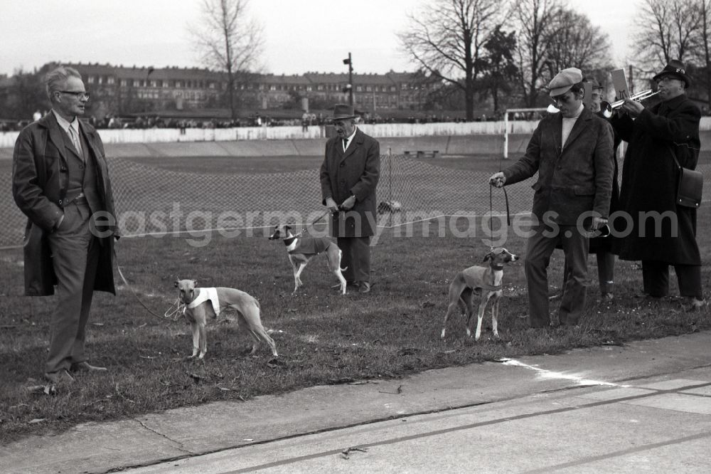 GDR picture archive: Dresden - Greyhound racing on the former Johannstadt cycle track in Dresden in the state Saxony on the territory of the former GDR, German Democratic Republic