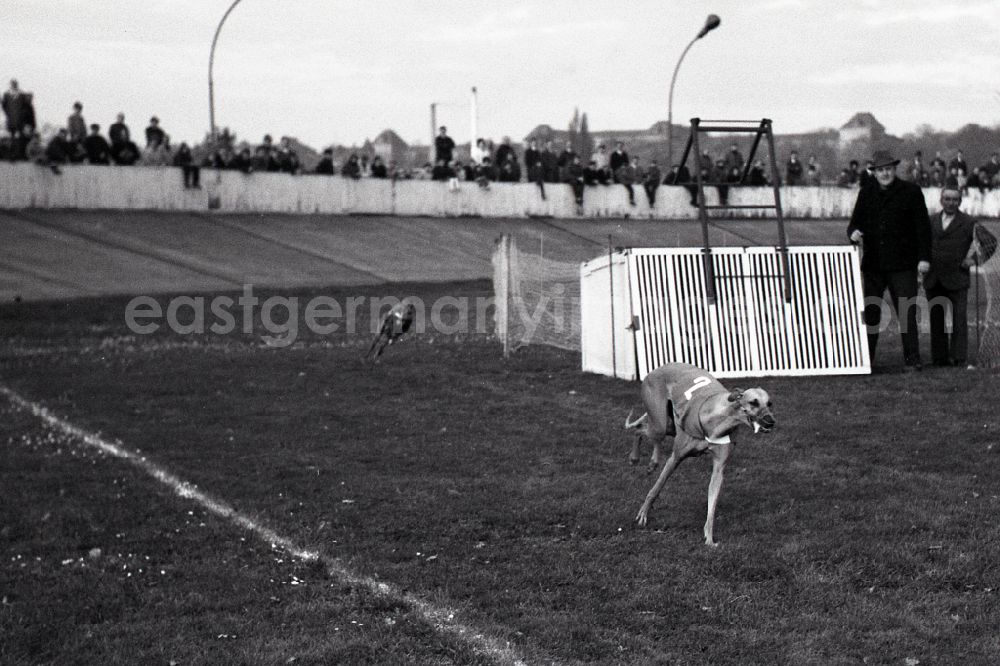 GDR photo archive: Dresden - Greyhound racing on the former Johannstadt cycle track in Dresden in the state Saxony on the territory of the former GDR, German Democratic Republic