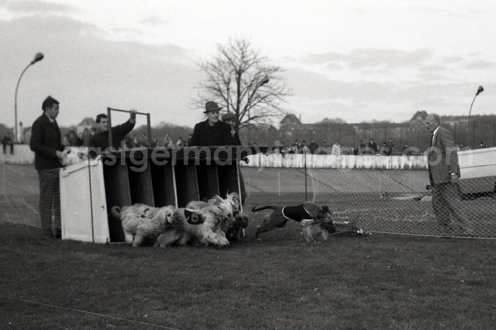 GDR picture archive: Dresden - Greyhound racing on the former Johannstadt cycle track in Dresden in the state Saxony on the territory of the former GDR, German Democratic Republic