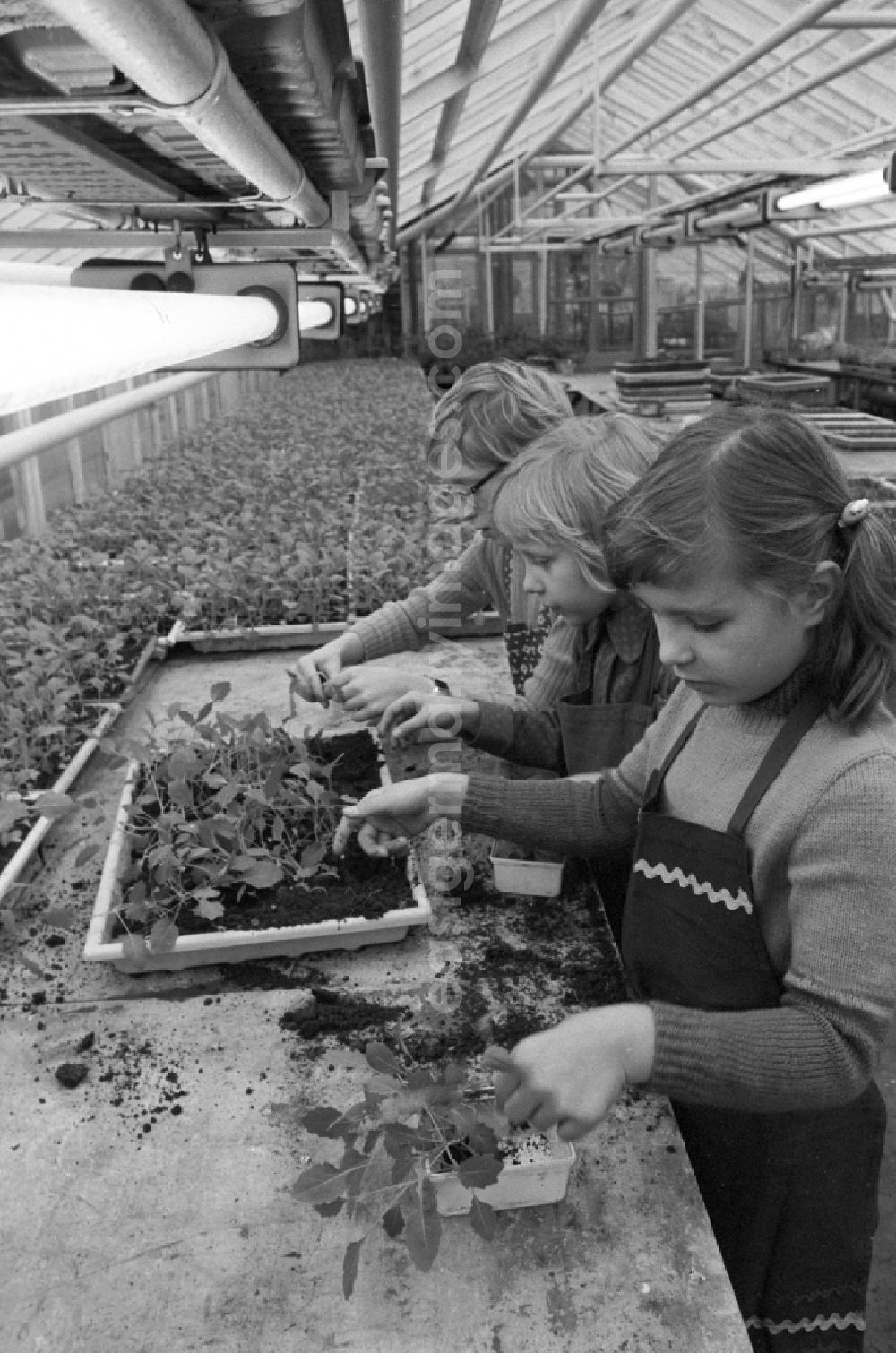 GDR picture archive: Berlin - The children of a third grade are looking for small seedlings to plant in the prefabricated flower beds in one of the large greenhouses of the Central School Garden in the Persiusstrasse in the district Bezirk Friedrichshain in Berlin, the former capital of the GDR, German Democratic Republic