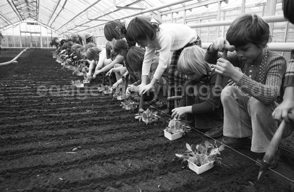 Berlin: The children of a third grade are looking for small seedlings to plant in the prefabricated flower beds in one of the large greenhouses of the Central School Garden in the Persiusstrasse in the district Bezirk Friedrichshain in Berlin, the former capital of the GDR, German Democratic Republic