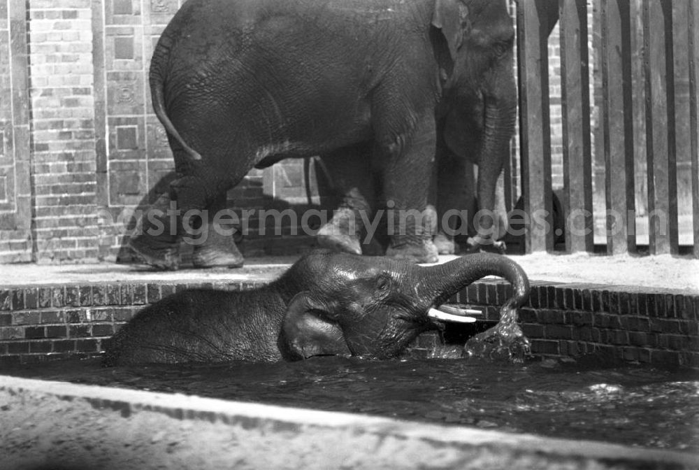 GDR photo archive: Leipzig - Ein Elefantenkind genießt im Schwimmbecken im Elefantenhaus im Leipziger Zoologischen Garten ein frisches Bad.