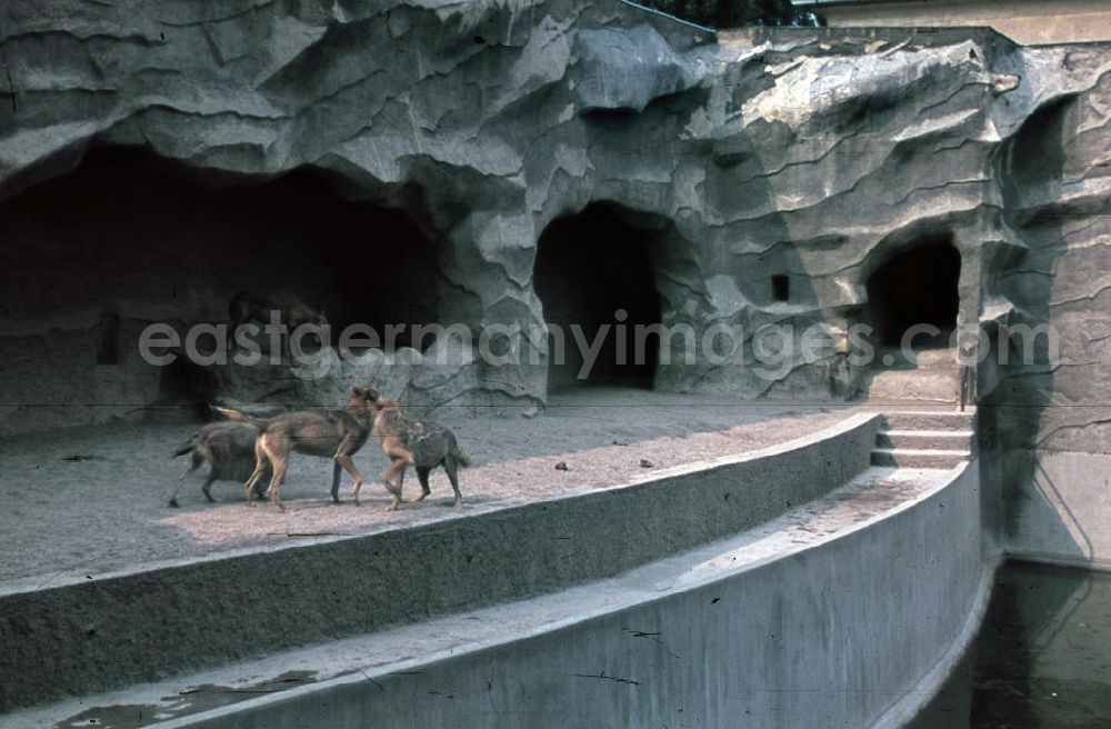 GDR image archive: Halle an der Saale - Wölfe im Gehege. Wolves in the enclosure.